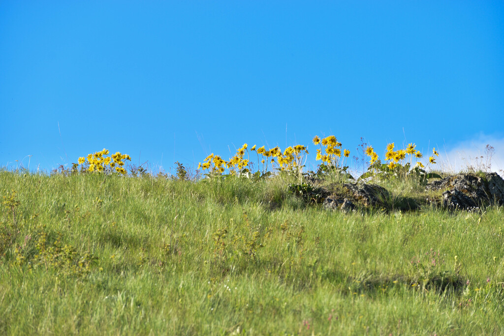 Montana Wildflowers by bjywamer