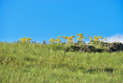 14th May 2023 - Montana Wildflowers