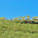 Montana Wildflowers by bjywamer