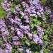 Lilacs by bjywamer