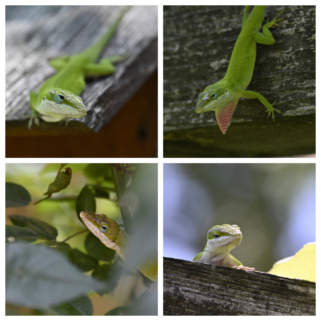 Anole Encounter  by metzpah
