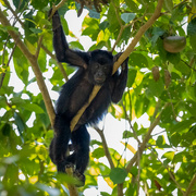7th May 2023 - Yucatán Black Howler Monkey