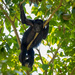 Yucatán Black Howler Monkey by nicoleweg