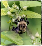 17th May 2023 - Bumblebee