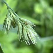 15th May 2023 - Grass seed head plus visitor
