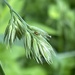 Grass seed head plus visitor by mcsiegle