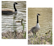 17th May 2023 - Goose and Gosling