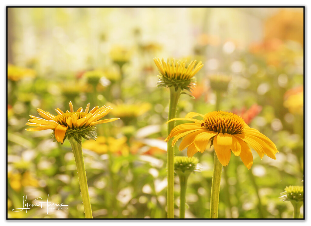 Sunshine Does a Flower Good by lynne5477