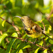 Humming Bird   by ianjb21