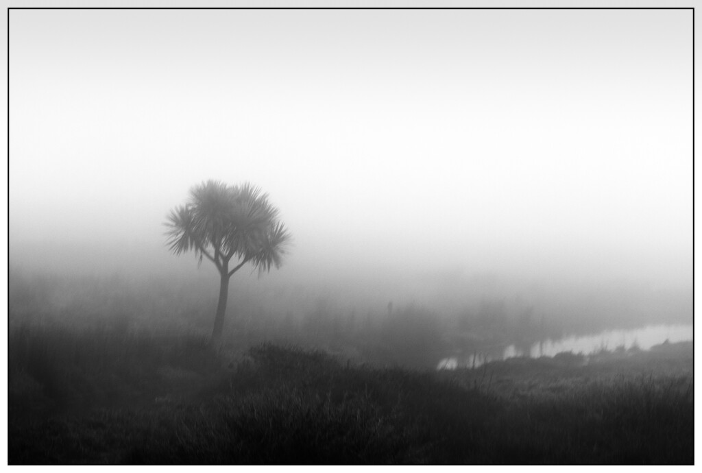 A misty morning by 365projectclmutlow