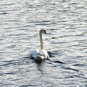 16th May 2023 - Swan
