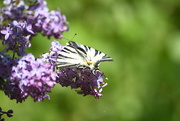 17th May 2023 - #101 - Butterfly