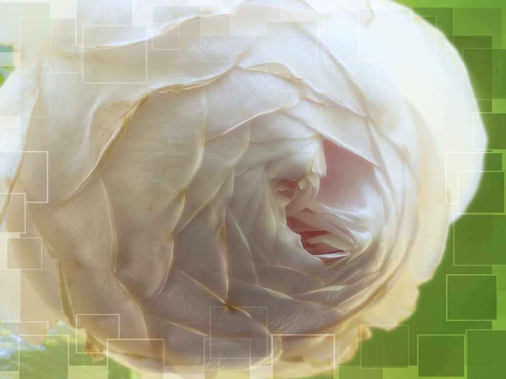 Earth Angel Rose... by marlboromaam