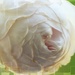 Earth Angel Rose... by marlboromaam