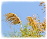 18th May 2023 - Golden Grasses