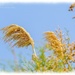 Golden Grasses by carolmw