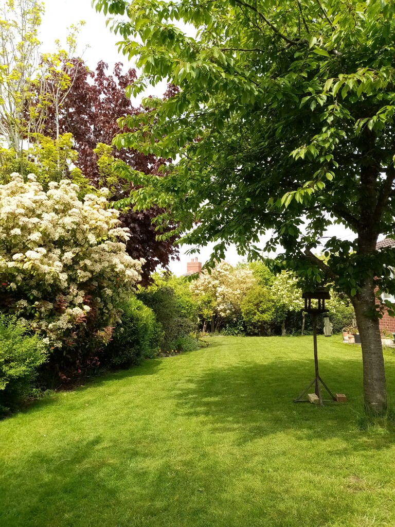 Garden in Spring  by g3xbm