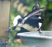 17th May 2023 - Acrobatic Magpie