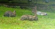 18th May 2023 - Three Rabbits