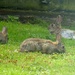 Three Rabbits by arkensiel