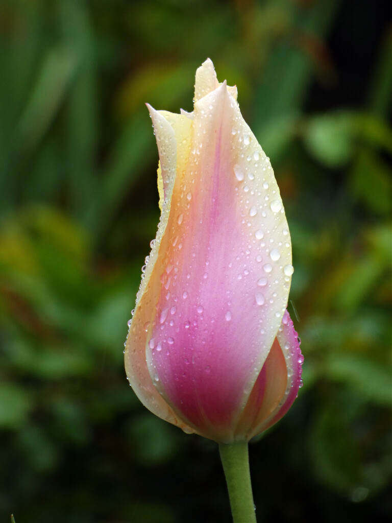 Tulip  by seattlite