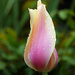 Tulip  by seattlite