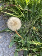 18th May 2023 - D Is for Dandelion Clock