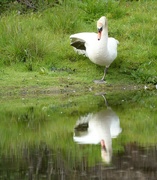 18th May 2023 - Swan lake......