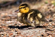18th May 2023 - Duckling