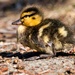Duckling by okvalle