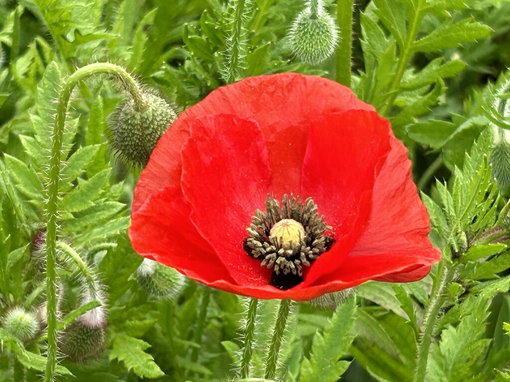 Another Poppy by carole_sandford