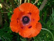 18th May 2023 - A huge poppy!