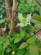 18th May 2023 - First of the clematis 