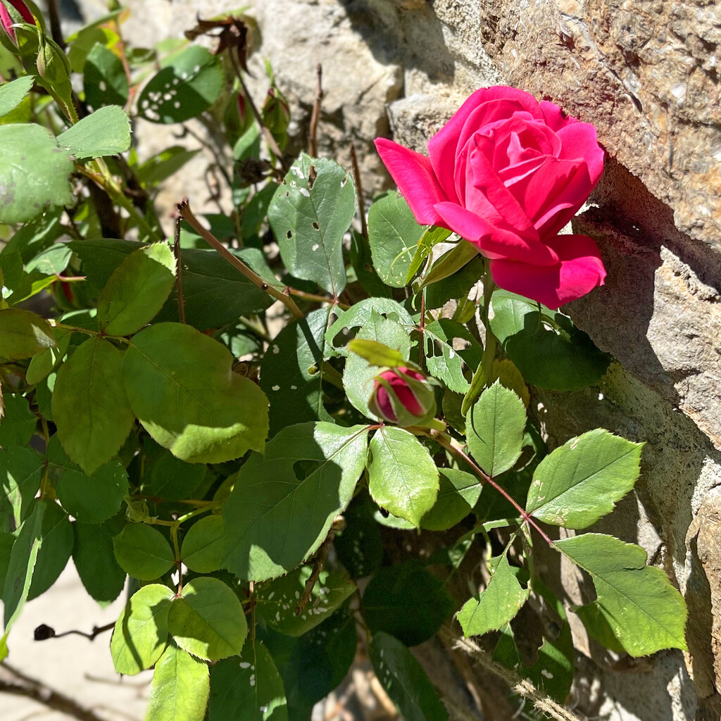 One Rose by yogiw