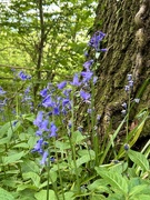 18th May 2023 - Wild Bluebells