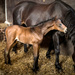 5 days old by catangus