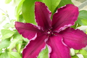 18th May 2023 - Clematis flower