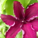 Clematis flower by snowy