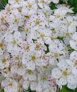 18th May 2023 - May blossom