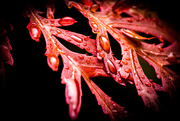 30th Apr 2023 - Macro Leaves in Red