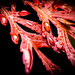 Macro Leaves in Red by robgarrett