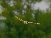 18th May 2023 - Short Eared Owl
