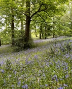 18th May 2023 - Bluebells