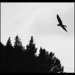 This is a Harrier Hawk common in NZ.   Day19 by Dawn