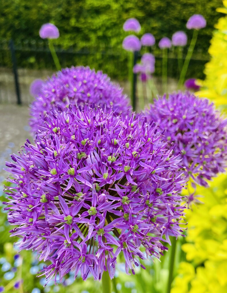 Slightly surreal looking alliums by lizgooster