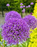 18th May 2023 - Slightly surreal looking alliums