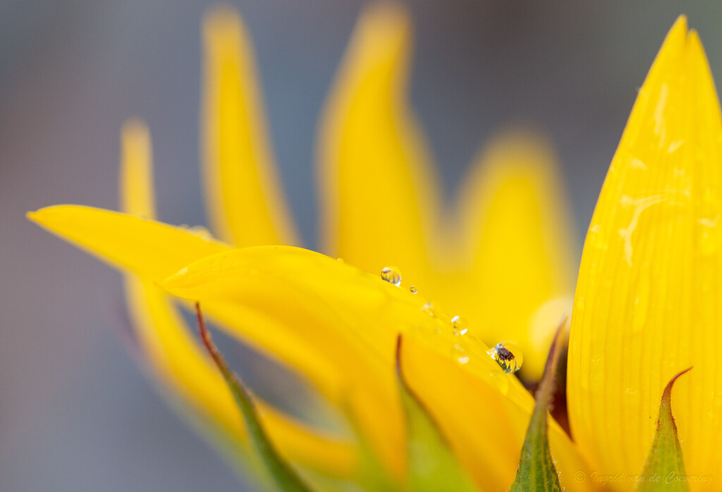 Sunflower in the droplet by ingrid01