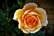 19th May 2023 - Such A Beautiful Rose ~