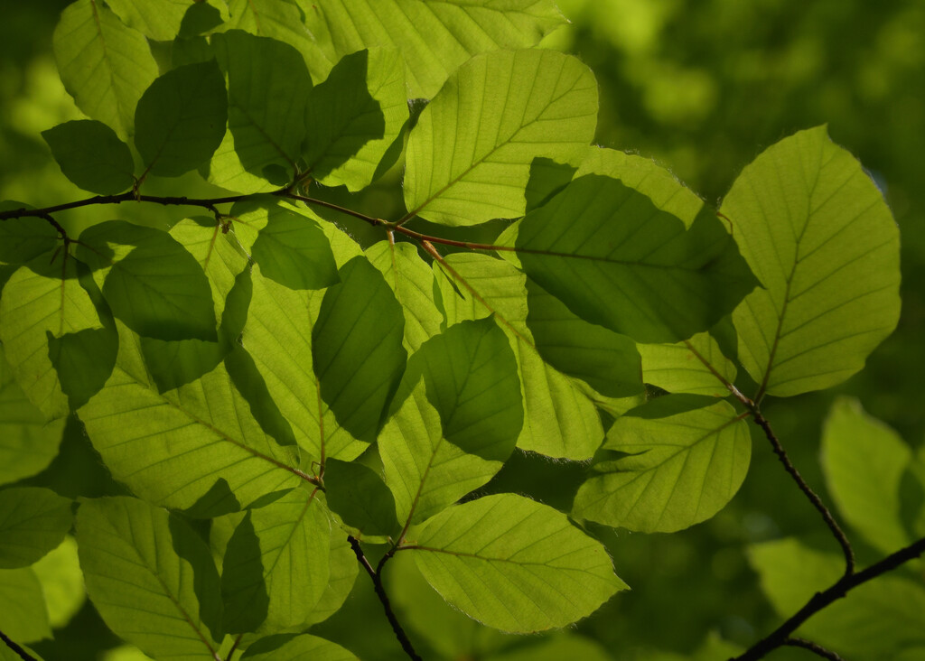 Beech leaves by clearlightskies