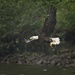 LHG_3590Eagle flys with his fish  by rontu